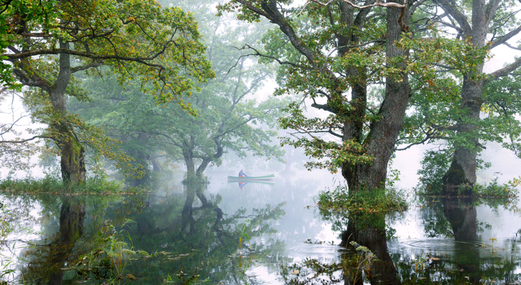 Estland Soomaa Kanu Wald unter Wasser Foto Visit Estonia Jarek Jepera